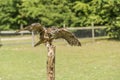 Eagle Owl (bubo bubo) Royalty Free Stock Photo