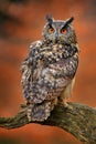 Eagle Owl, Bubo bubo, with open wings in flight, forest habitat in background, orange autumn trees. Wildlife scene from nature Royalty Free Stock Photo