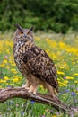 Eagle owl  Bubo bubo perched Royalty Free Stock Photo