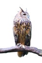 An isolated Eagle owl is standing on the branch Royalty Free Stock Photo