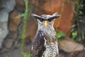 The eagle owl Bubo Sumatranus Royalty Free Stock Photo