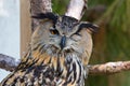 Eagle owl - bubobubo Royalty Free Stock Photo