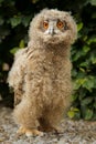 Eagle Owl chick Royalty Free Stock Photo