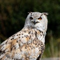 Eagle Owl close up torso portrait Royalty Free Stock Photo