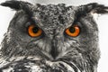 Eagle owl closeup