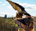 Eagle owl coming in to land Royalty Free Stock Photo