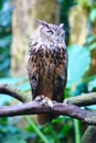 An Eagle owl is dozing on the branch Royalty Free Stock Photo