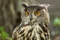 Eagle Owl/An eagle owl.