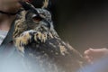 Blurry Eagle Owl