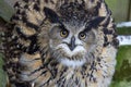 Eagle owl enlarge looking to opponent