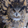 Eagle owl enlarge looking to opponent