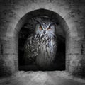 The Eagle Owl. Royalty Free Stock Photo
