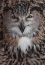 The eagle owl of evil is huge and looks at you snapping his beak. Owl with clear eyes and an angry look is a large predatory owl