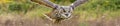 Eagle Owl - Eyes Hunting - Background Banner Image