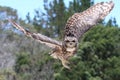 Eagle Owl in Flight