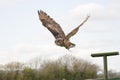 Eagle owl in flight Royalty Free Stock Photo