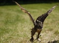 Eagle Owl in Flight