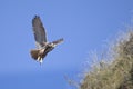 Eagle Owl in flight Royalty Free Stock Photo