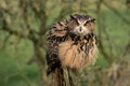 An eagle owl fluffing its feathers