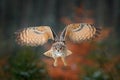 Eagle owl flying in forest. Flight Eagle owl with open wings in habitat with trees, bird fly. Action winter scene from nature, wil Royalty Free Stock Photo