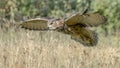 Eagle owl flying low above the grass Royalty Free Stock Photo