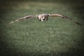 An Eagle Owl flying Royalty Free Stock Photo