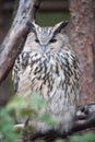 Eagle Owl Royalty Free Stock Photo