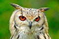 Eagle owl head Royalty Free Stock Photo