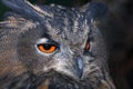 Eagle owl head Royalty Free Stock Photo