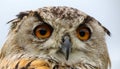 Eagle Owl Head Royalty Free Stock Photo