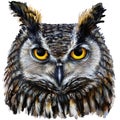 Eagle owl head