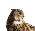 Eagle owl isolated on white looking right Royalty Free Stock Photo