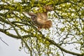 Eagle Owl, land awkwardly in a tree. Seen from the front. Wide spread wings, red eyes, beak open Royalty Free Stock Photo