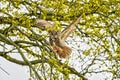 Eagle Owl, land awkwardly in a tree. Seen from the front. Wings spread wide, the bird of prey looks angry with red eyes straight Royalty Free Stock Photo