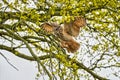 Eagle Owl, land awkwardly in a tree. Seen from the side. Wings spread wide, the bird of prey looks angry with red eyes Royalty Free Stock Photo