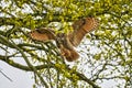Eagle Owl, land in a tree. Seen from the front. Wings spread wide, the bird of prey looks angry with red eyes straight Royalty Free Stock Photo