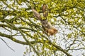 Eagle Owl, land in a tree. Seen from the front. Wings straight up, the bird of prey looks angry with red eyes straight Royalty Free Stock Photo