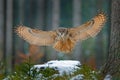 Eagle owl landing on snowy tree stump in forest. Flying Eagle owl with open wings in habitat with trees, bird fly. Action winter s Royalty Free Stock Photo