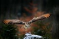 Eagle owl landing on snowy tree stump in forest. Flying Eagle owl with open wings in habitat with trees. Action winter scene from Royalty Free Stock Photo