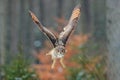 Eagle owl landing on snowy tree stump in forest. Flying Eagle owl with open wings in habitat with trees. Action winter scene from Royalty Free Stock Photo