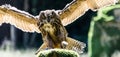 Eagle-owl landing on a stump Royalty Free Stock Photo