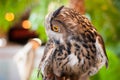 Eagle owl looking sideways