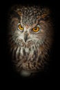 Owl with clear eyes and an angry look is a large predatory owl. Isolated on black background