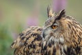 Eagle owl over the shoulder look Royalty Free Stock Photo