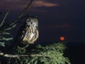 Eagle owl perching on Tree Branch Royalty Free Stock Photo
