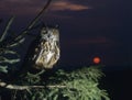 Eagle owl perching on Tree Branch