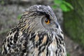 Eagle owl