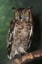 Eagle Owl Portrait