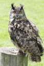 Eagle owl portrait Royalty Free Stock Photo