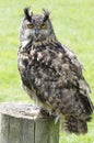 Eagle owl portrait